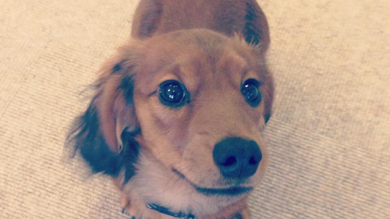 cheats/2013/01/15/revolving-door-kills-tatler-s-dog/tatler-dog_xfqv35