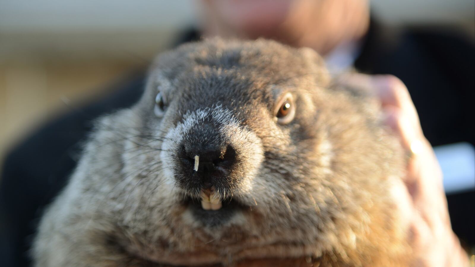 cheats/2017/02/02/groundhog-says-6-more-weeks-of-winter/170202-groundhog-day_r0aw5r