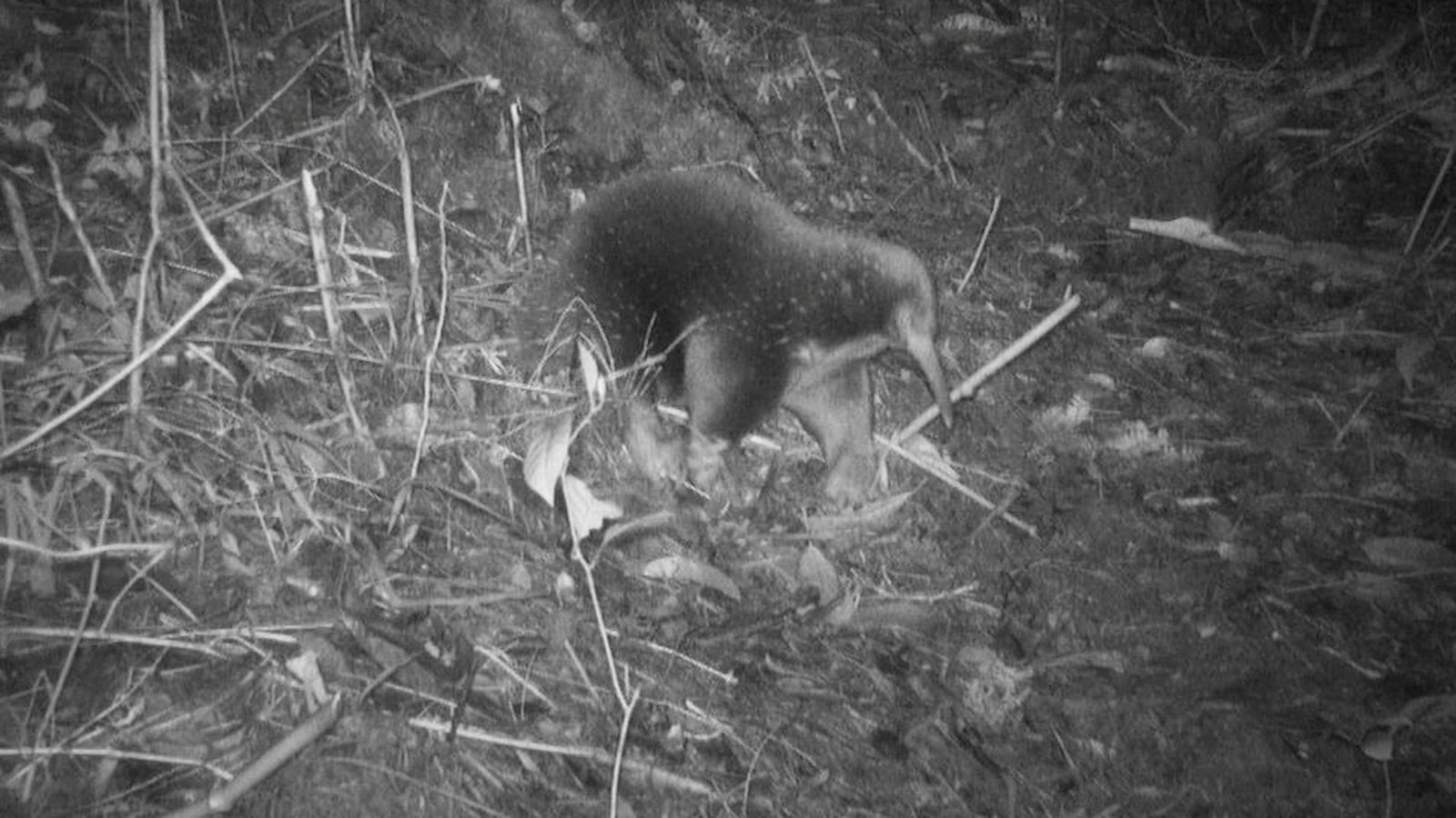 An echidna walks amid vegetation in the Cyclops Mountains, Papua, Indonesia, July 22, 2023.