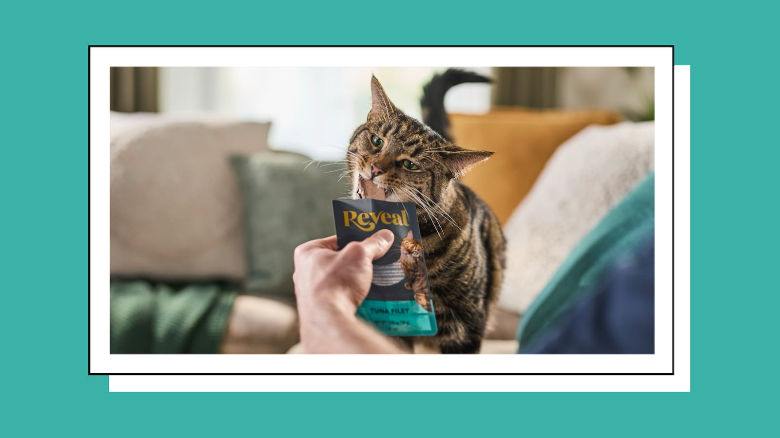 Cat being fed Reveal Pet Food.