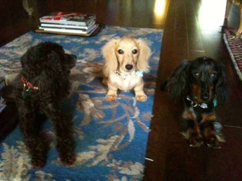 galleries/2010/08/18/best-celebrity-twit-pics/twitpizac-posen_uhjkij