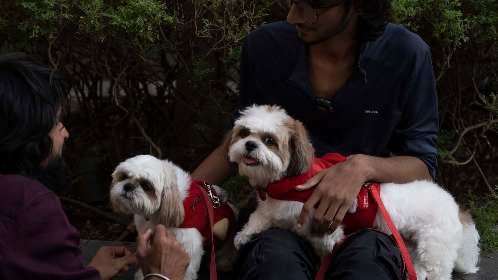 A recent study shows that a shocking amount of people would date AI human versions of their pets.