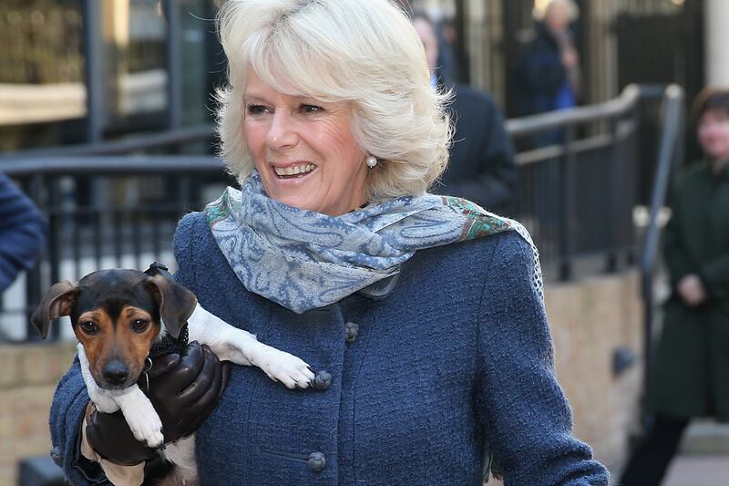 articles/2012/12/12/camilla-at-dog-s-home/camilla-dog-switcher_zzw1u4