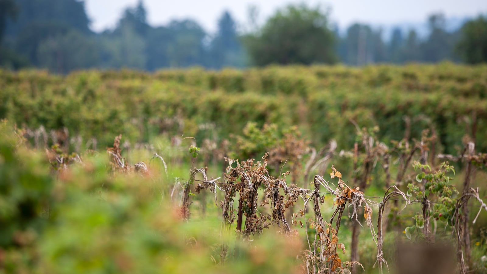 Sauvie Island Farm just outside of Portland, Oregon.