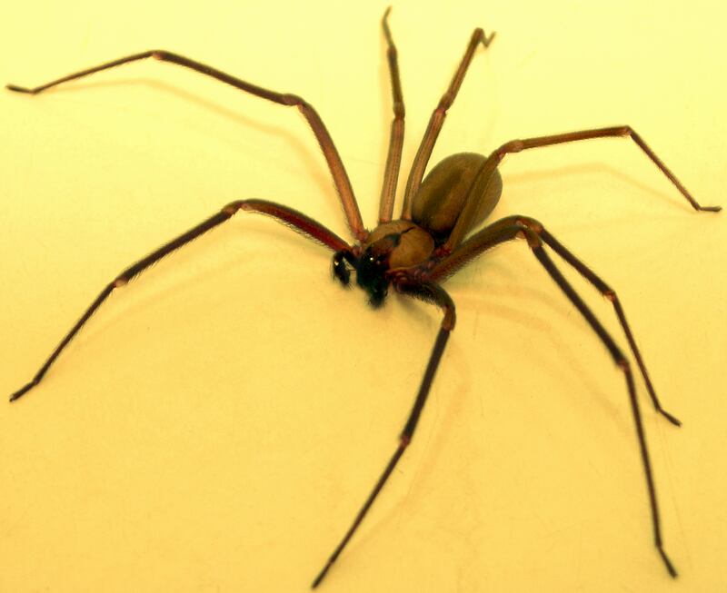 brown recluse spider