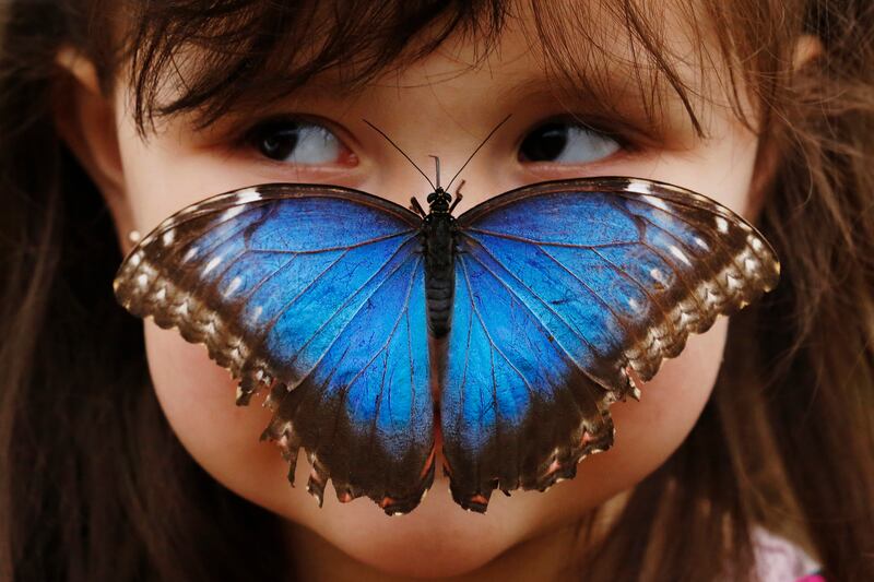 galleries/2013/12/26/the-best-beasts-of-2013-photos/beast-beast-butterfly_kegxv0