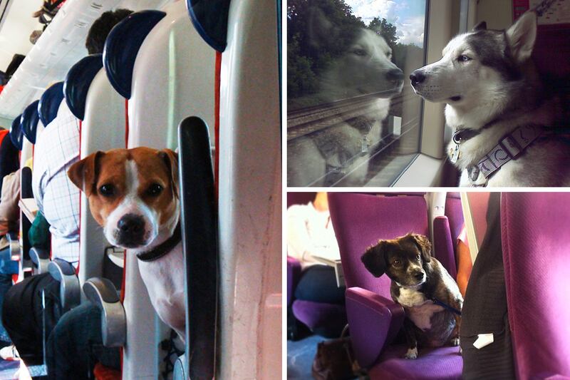 articles/2013/08/31/dog-owners-aren-t-booking-train-travel-yet/130822-dogs-on-trains-tease_q8zh8p