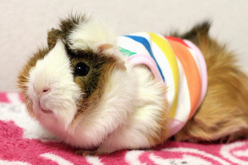 galleries/2013/05/12/japanese-guinea-pig-clothing-line/130512-gp-3_s8pmsw