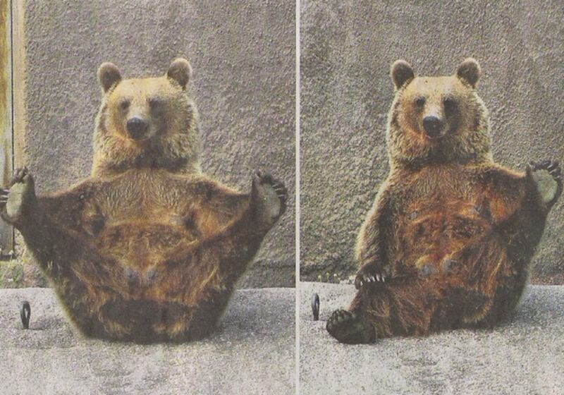 galleries/2011/01/14/celebrity-zoo-animals/celeb-zoo-animals---yoga-bear_bueqic