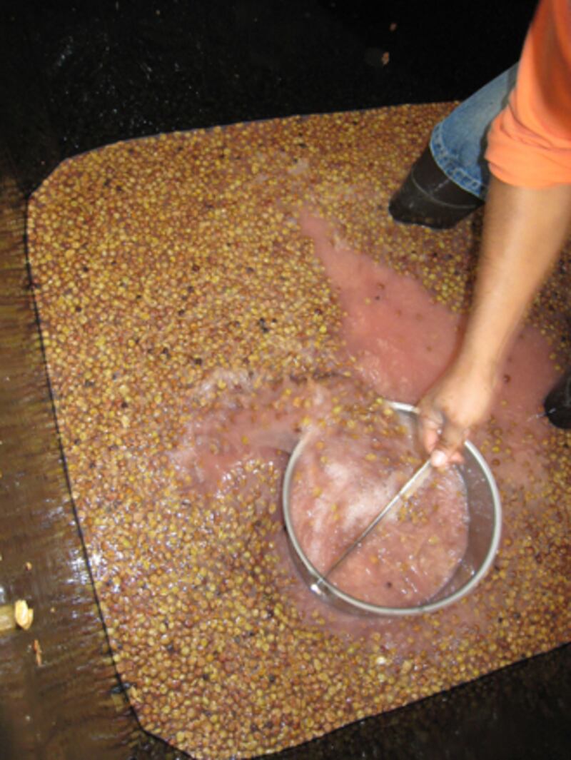 galleries/2010/10/14/annual-harvest-at-channing-daughters-winery/menin-wine-harvest-5_oorwvd