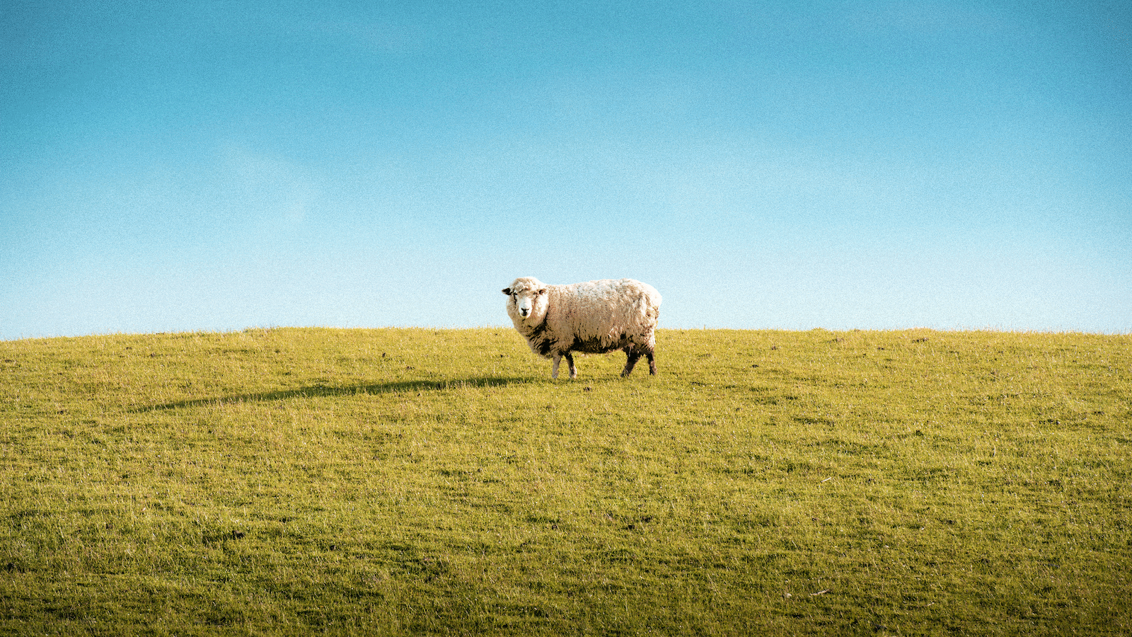An illustration including a photo of a sheep getting larger