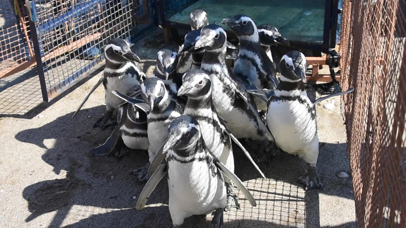 Rescued Magellanic penguins return to the sea.