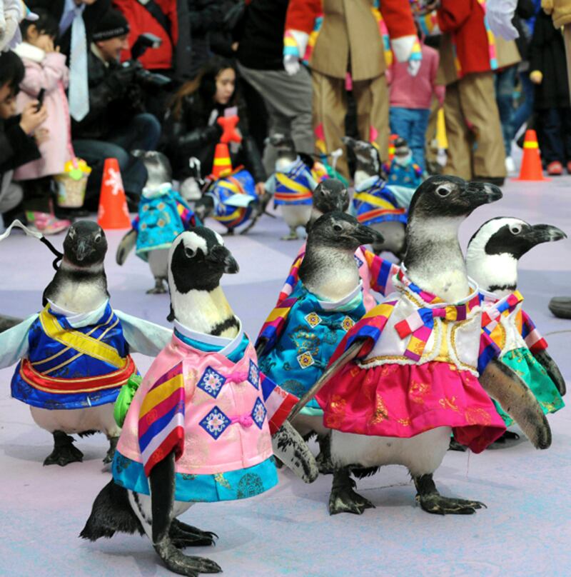galleries/2011/10/24/best-dressed-penguins/best-dressed-penguins-2_joxcrl