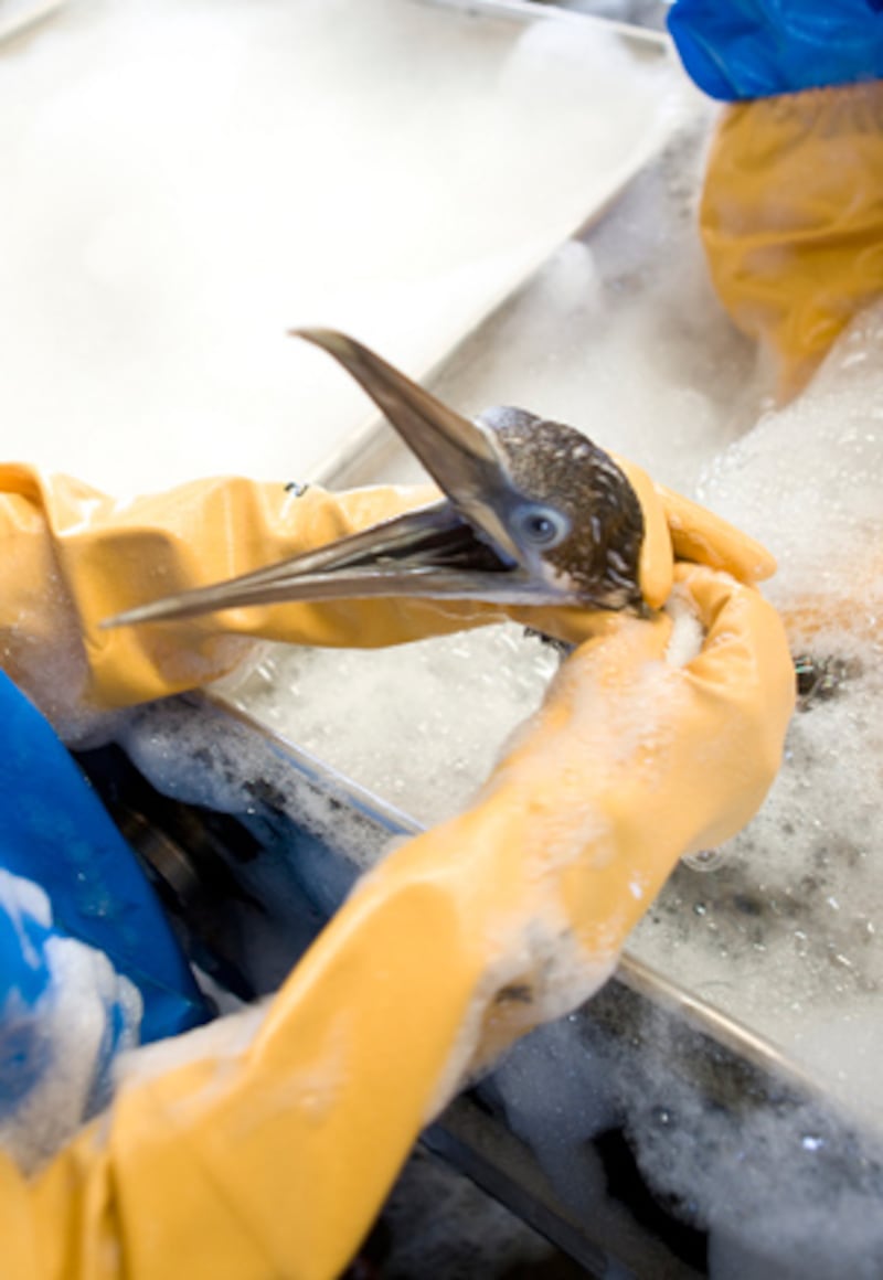 galleries/2010/05/04/volunteering-in-the-gulf/flickr-oil-spill-ibrrc-5_yy5lrj