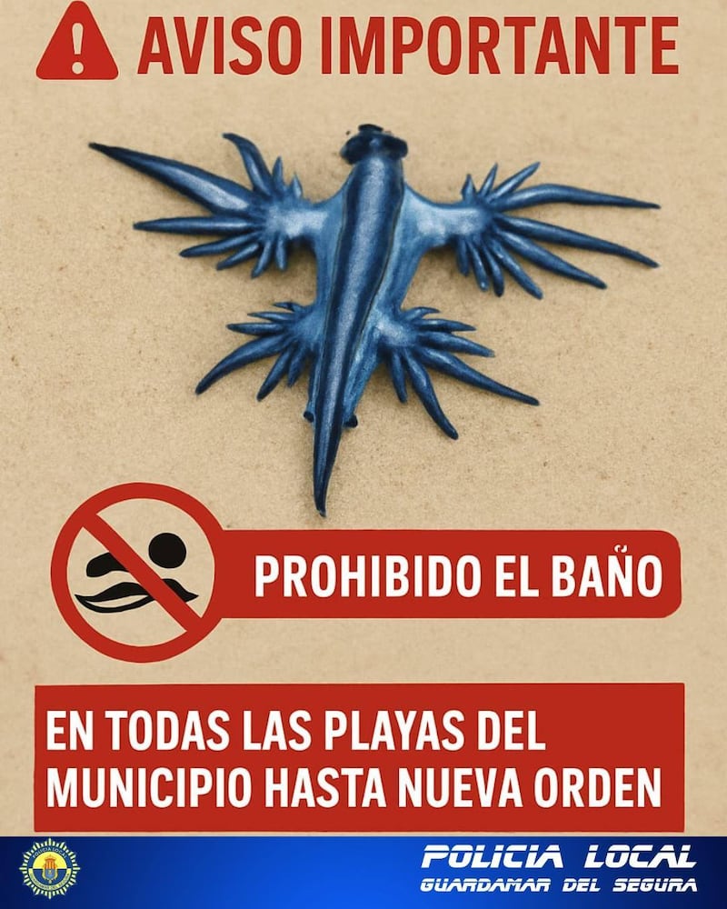 Sea slugs known as blue dragons can cause burning to humans