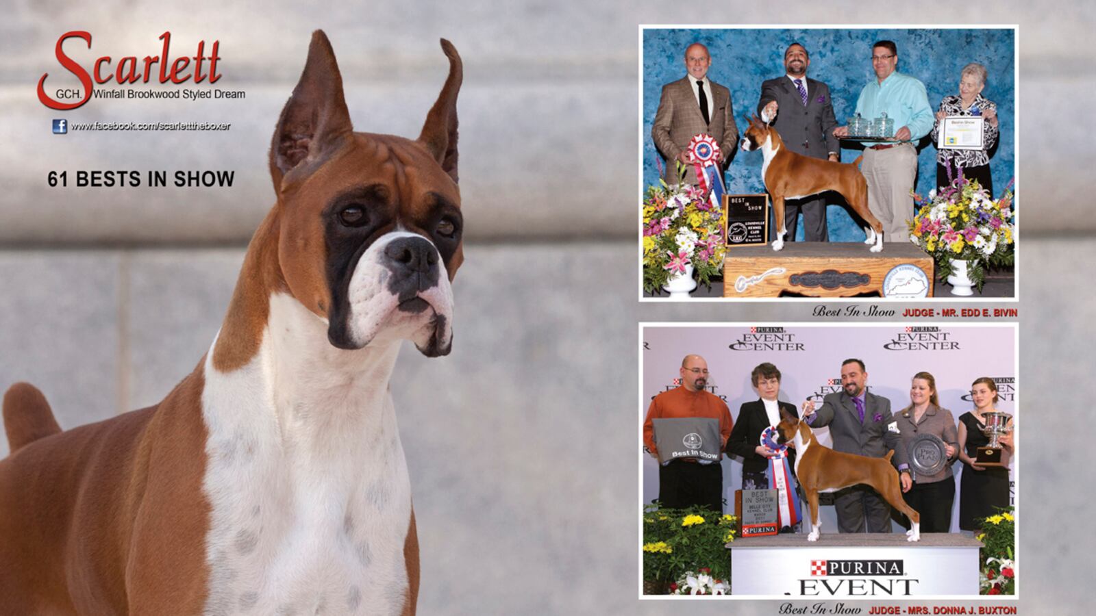 articles/2012/02/09/the-dog-glamour-ads-that-win-westminster/dog-ads-mccarroll-3_pay2dn