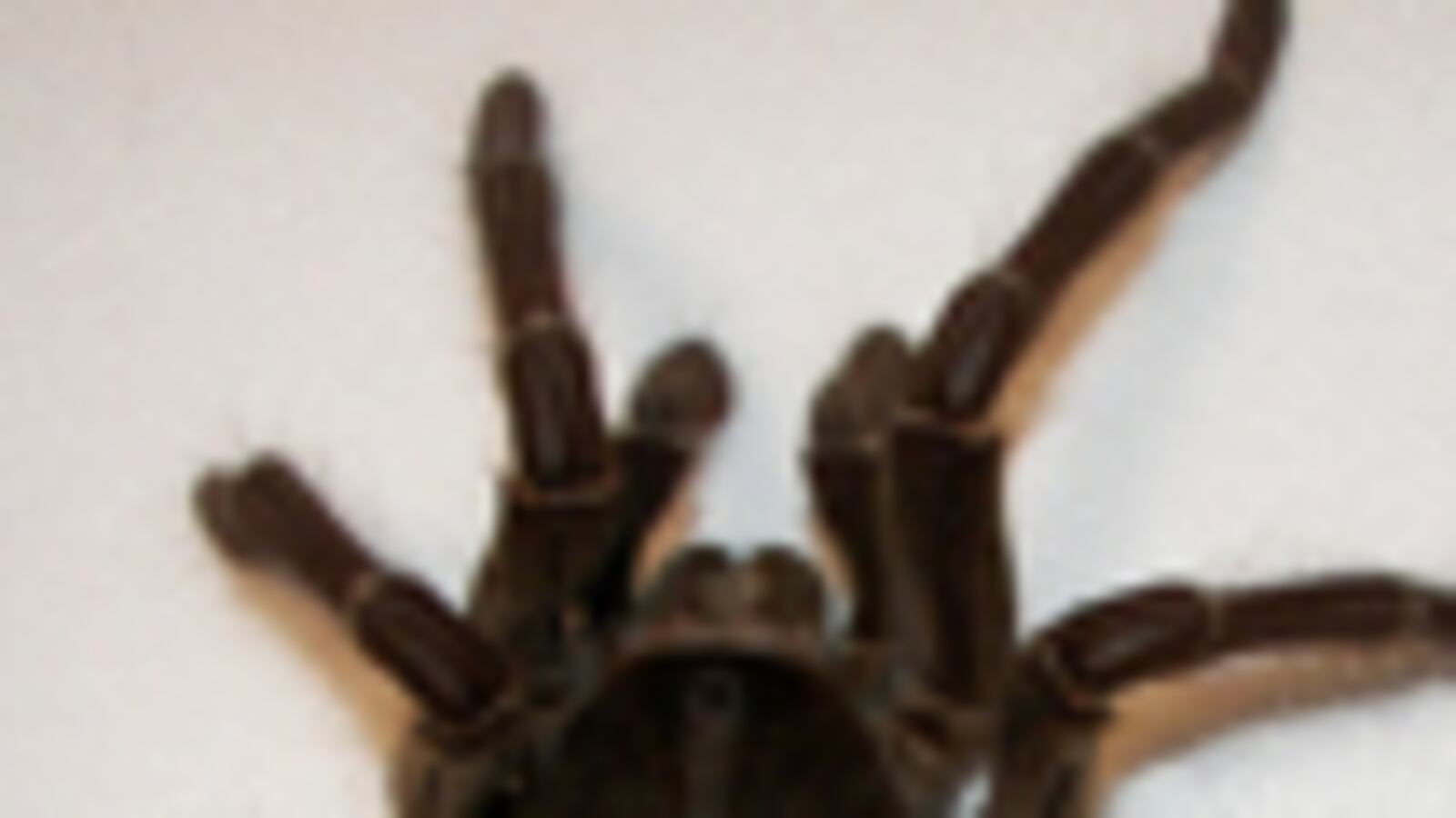 cheats/2011/04/20/largest-fossil-spider-found/large-spider_a2mwx3