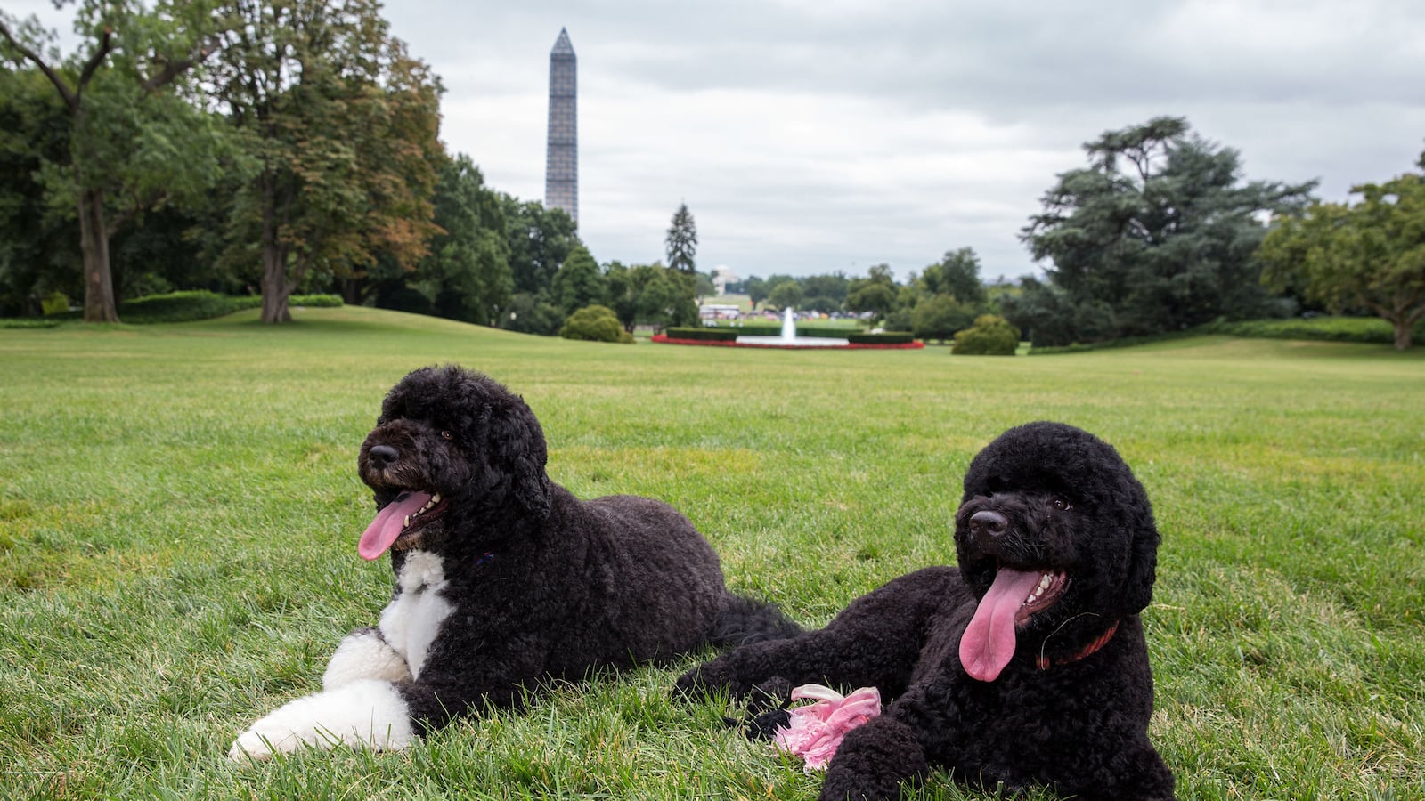 articles/2013/12/26/bo-and-sunny-obama-are-definitely-the-leaders-of-the-political-pets-pack/131223-lytton-pelfies-tease_fqoqgv