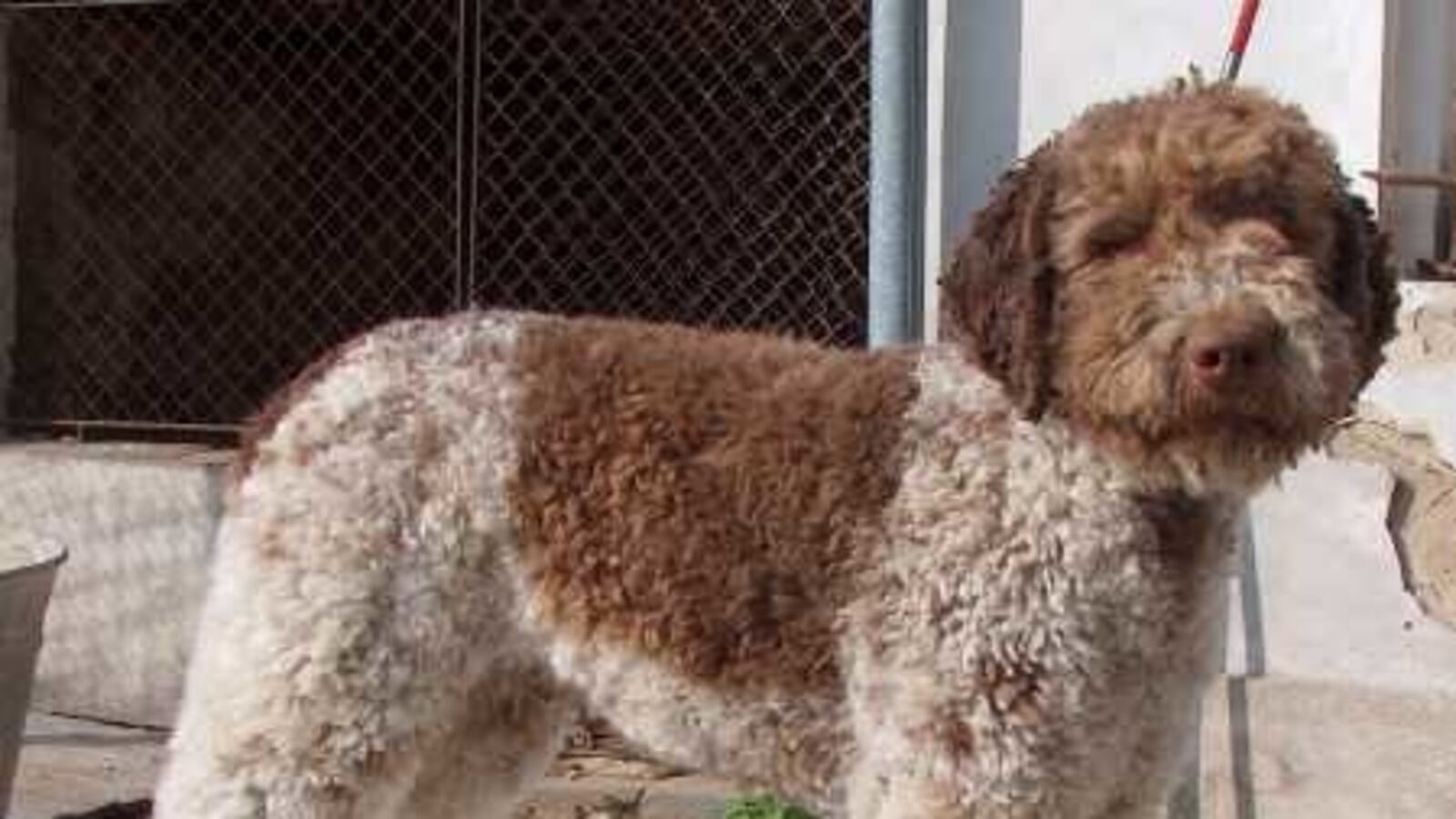 Lagotto_Romagnolo_1_qnffbm