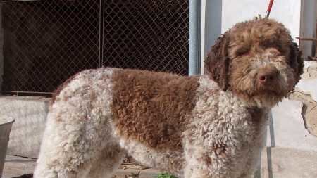 Lagotto_Romagnolo_1_qnffbm