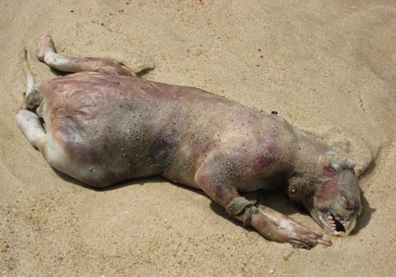 galleries/2011/01/03/animal-mysteries/animal-mysteries---montauk-monster_ggcig9