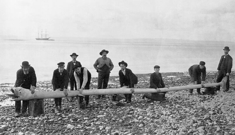 galleries/2013/08/22/mysterious-sea-creatures-wash-ashore-photos/130822-mysterious-sea-creature-5_yoy2zs