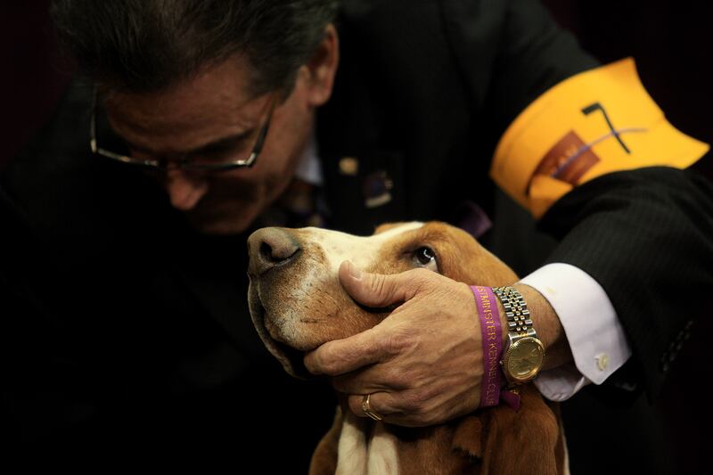 galleries/2014/02/12/westminster-parade-of-purebreds-photos/westminster-gal-21_z0acqk