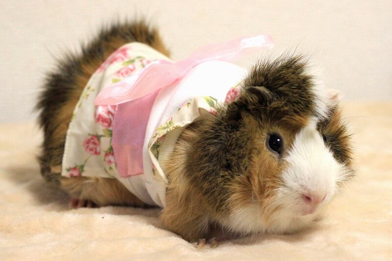 galleries/2013/05/12/japanese-guinea-pig-clothing-line/130512-gp-5_gyv4xz