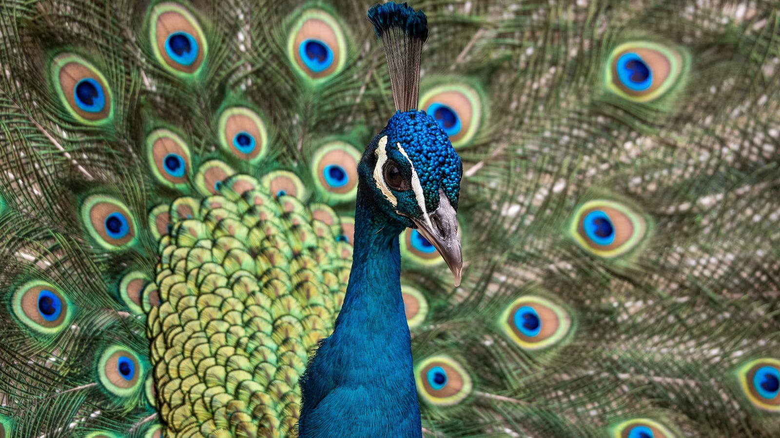 An Indian YouTuber has been arrested and jailed after reportedly cooking a peacock curry.