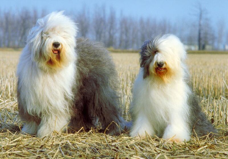 galleries/2010/10/29/dangerous-dogs/dangerous-dogs---english-sheep-dog_mwml9n