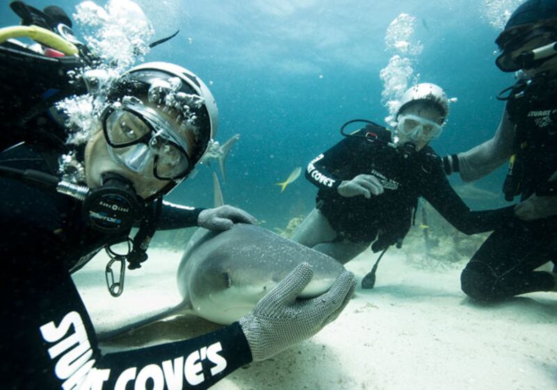 galleries/2010/06/29/shark-week/shark-week---15_nbba0i