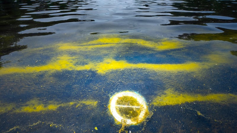 Algae is seen in the Lincoln Memorial Reflecting Pool, after recent renovations following a directive from U.S. President Donald Trump to paint it blue ahead of the 250th anniversary of U.S. Independence, in Washington, D.C., U.S., June 21, 2026.