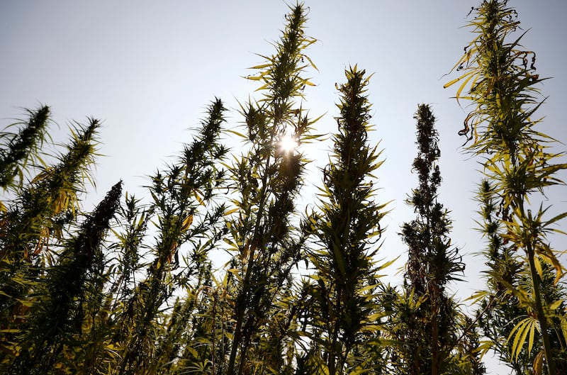 Hemp