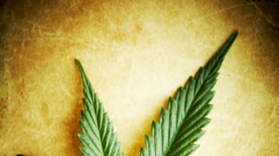 cheats/2011/05/28/netherlands-bans-tourists-from-cannabis-shops/marijuana_jj5xtl