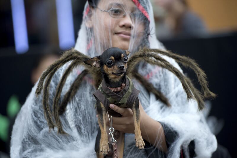 galleries/2014/10/28/happy-howl-o-ween-spooky-animals-that-will-make-you-smile/141027-pet-costumes-08_ghlb6x