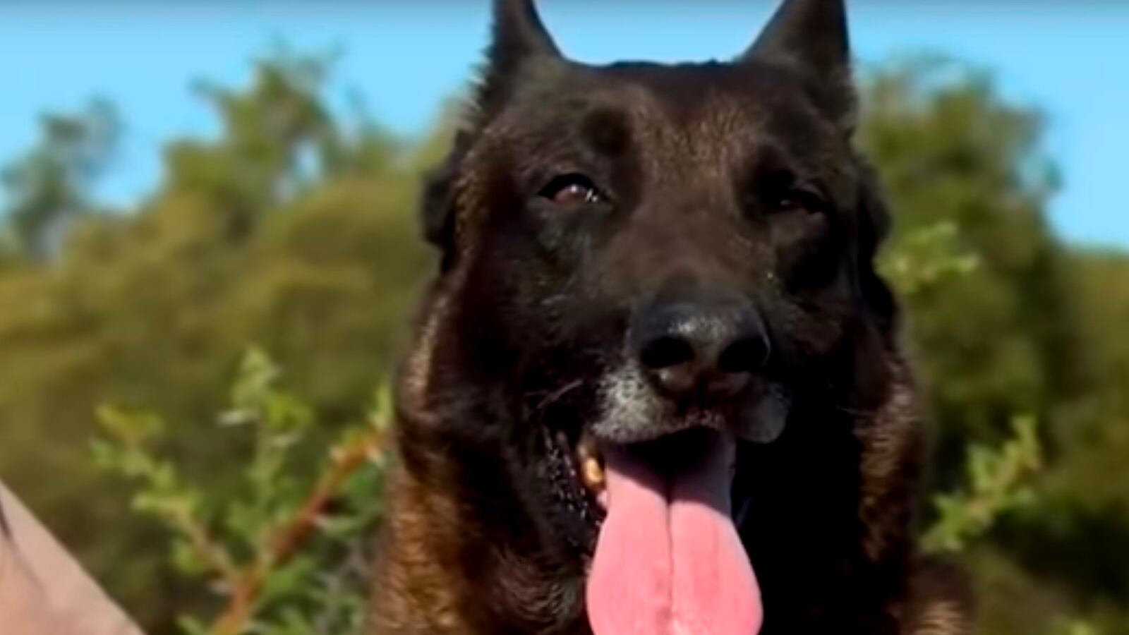 articles/2016/10/03/watch-paratrooper-dogs-hunt-poachers-in-south-africa/161003-Place-parachute-dogs-south-africa-Tease_h5a05w