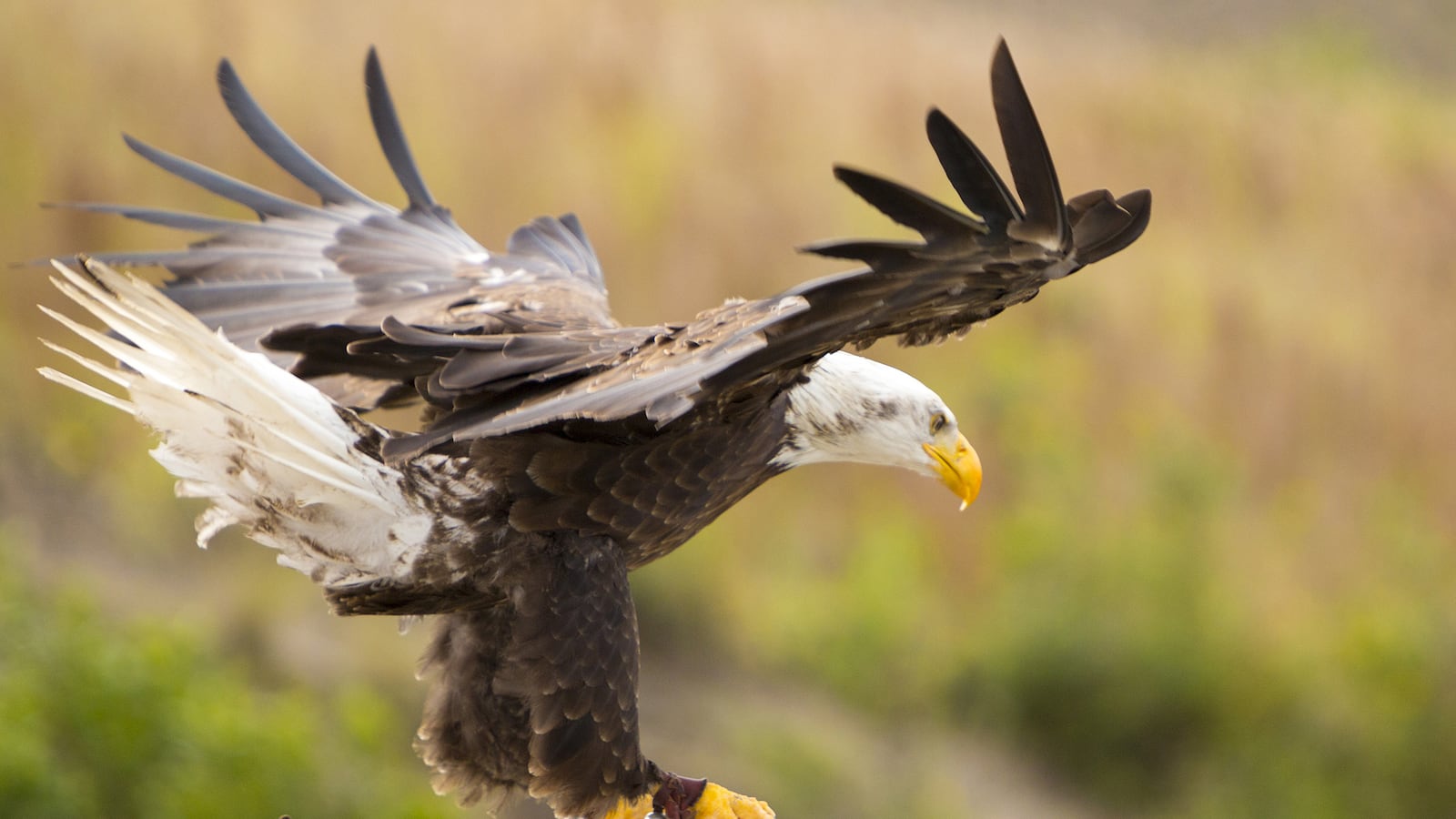 articles/2016/03/08/meet-the-company-training-eagles-to-kill-drones/160308-Haglage-eagle-tease_pnzcty