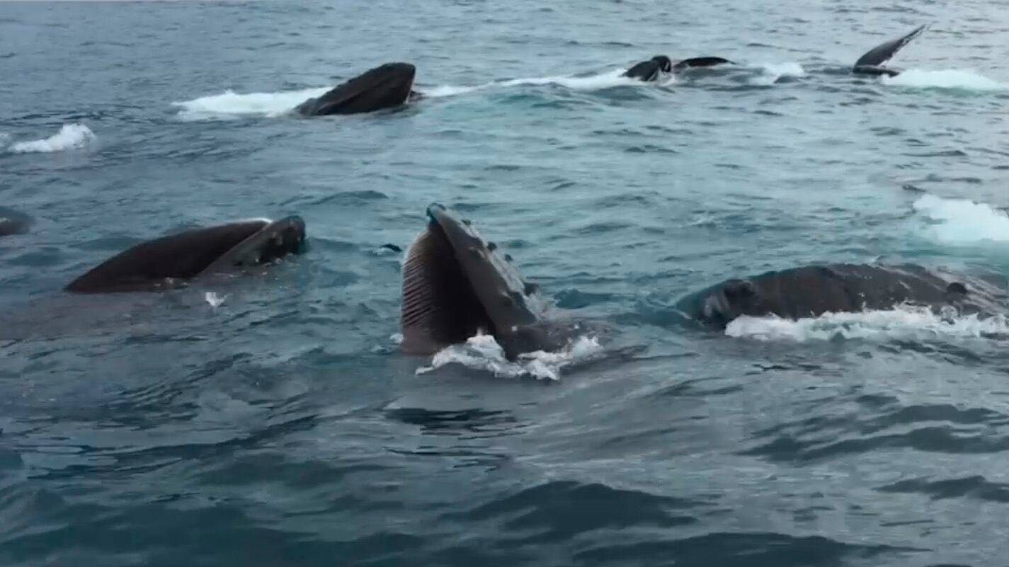 articles/2015/07/08/humpback-whales-surprise-fishermen/150708_whales_embed_vy2y0b