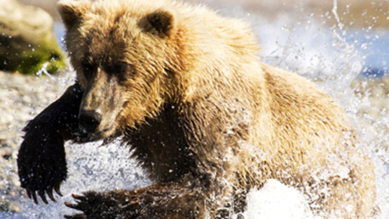 articles/2010/03/18/reinventing-the-nature-documentary/dehnart-life_ievbdy