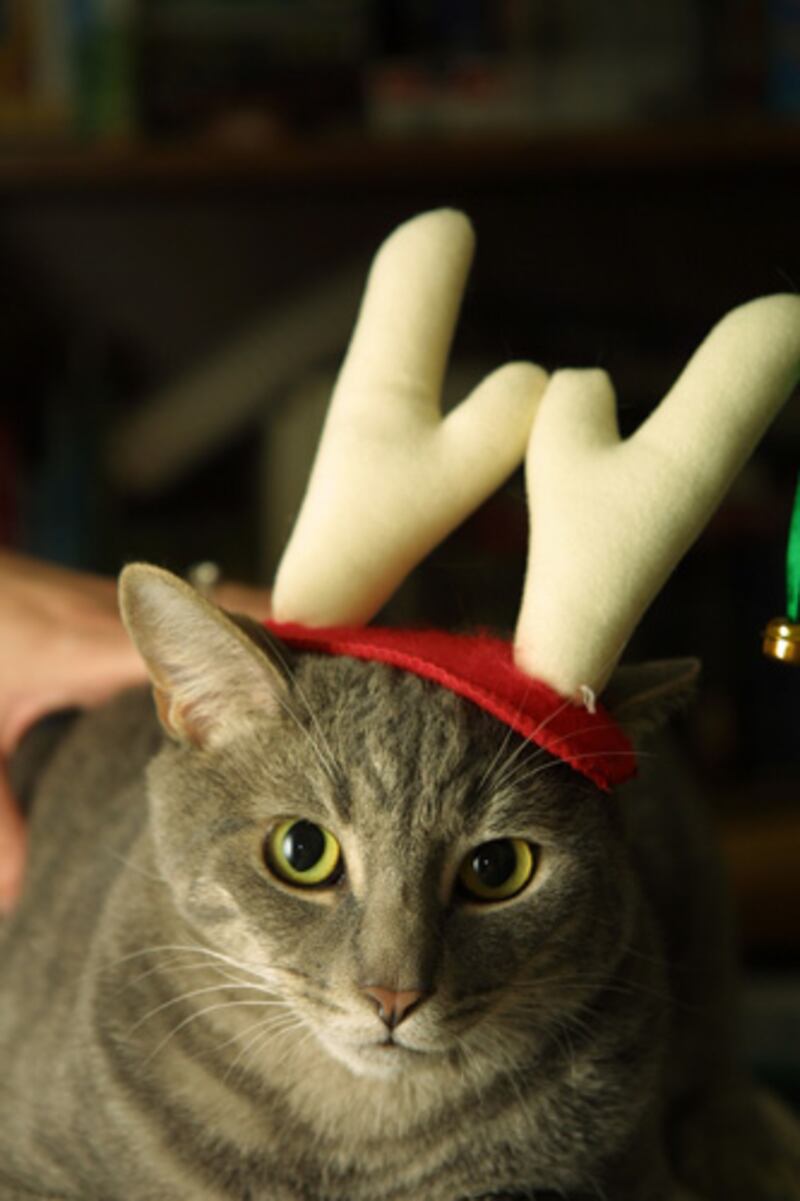 galleries/2011/12/23/christmas-cats-photos/christmas-cat-photos-2_xuxvgr