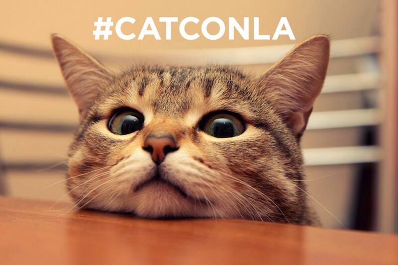 articles/2015/06/09/inside-catcon-a-comic-con-for-cats/150608-yamato-cat-con2-embed_nyndcj