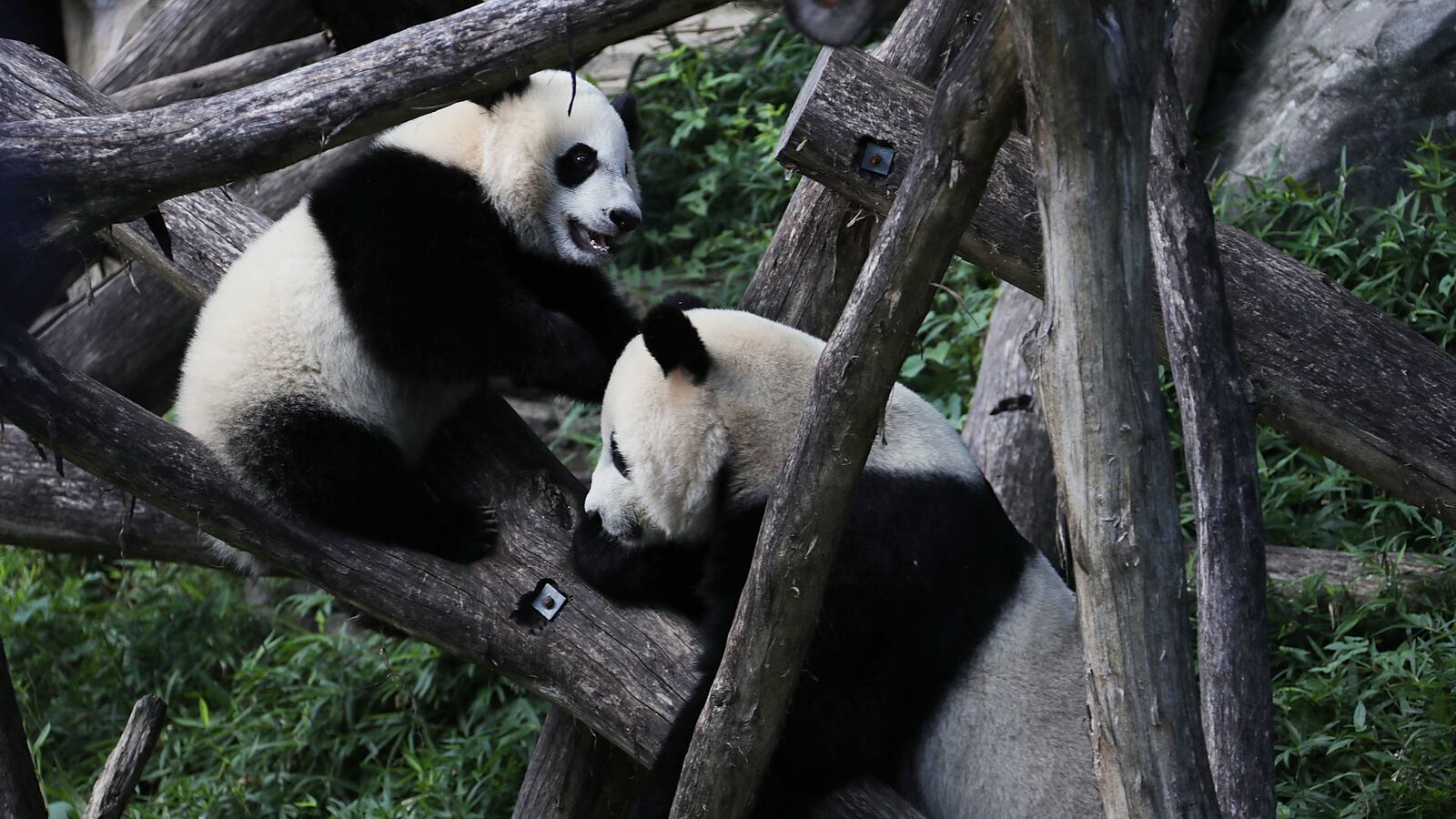 Giant panda cub Bei Bei (L) plays with his mother Mei Xiang (R) at the David M. Rubenstein Family Giant Panda Habitat of the Smithsonian National Zoological Park.