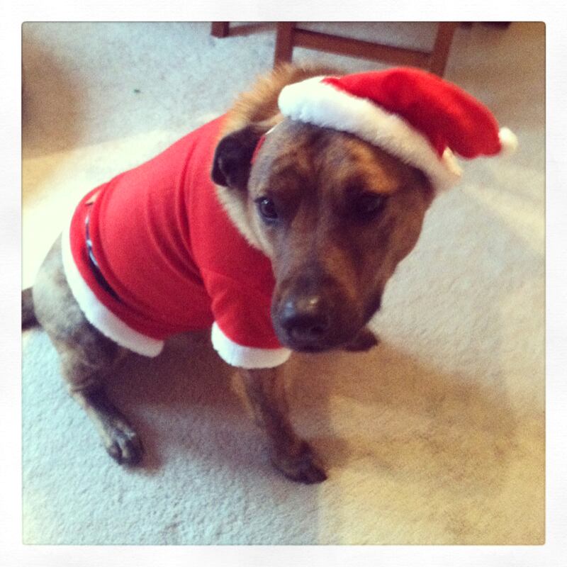 galleries/2012/12/25/santa-paws-dogs-get-dressed-in-the-holiday-spirit/rexx-murphy_kf49xf