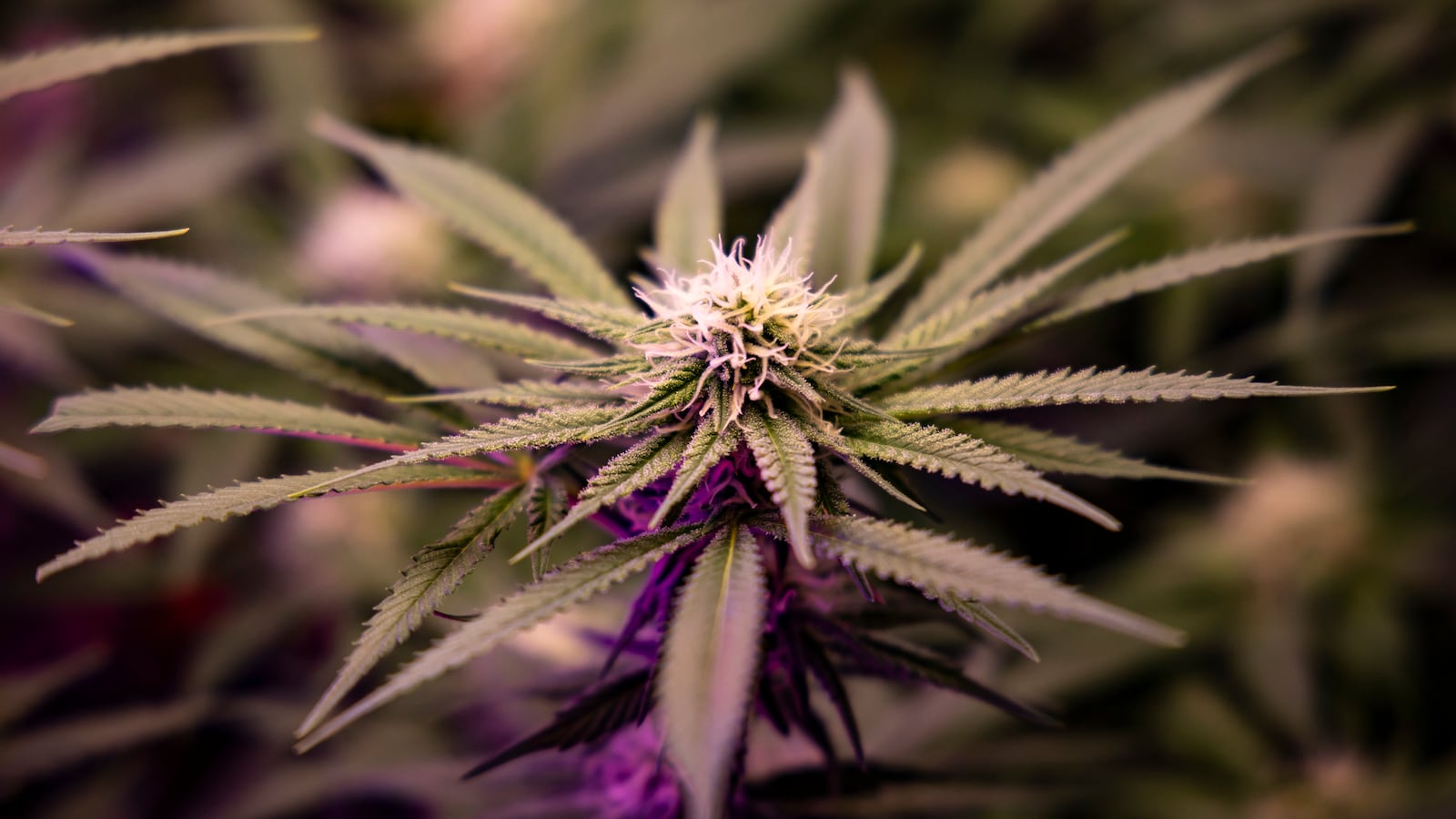 Cannabis plants are growing indoors in Berlin, Germany, on February 25, 2024.