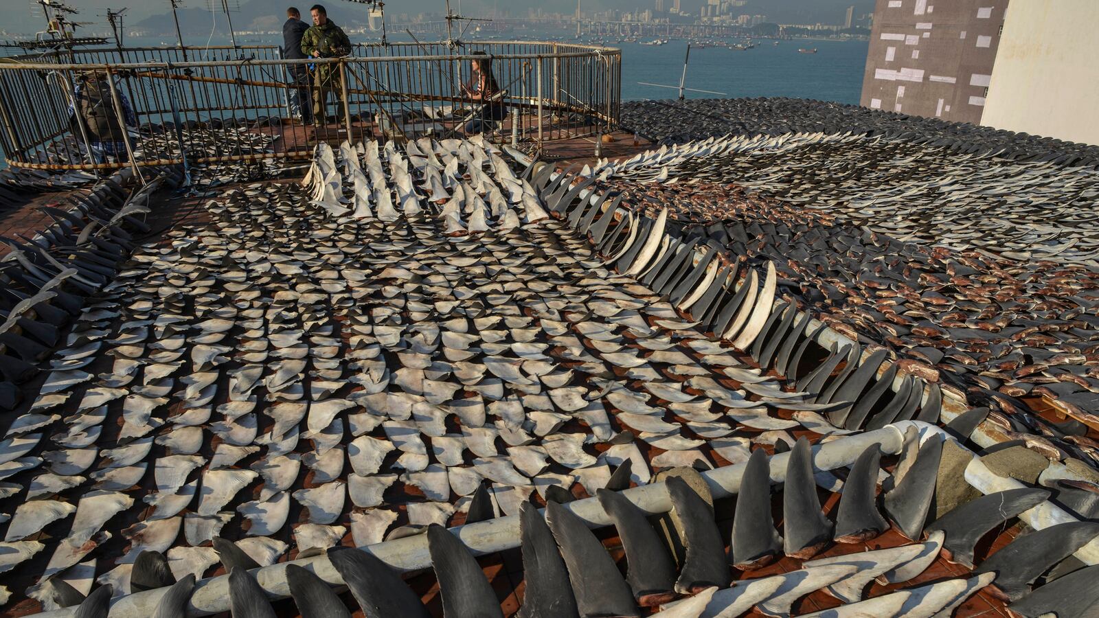cheats/2013/03/02/100-million-sharks-killed-annually/130302-shark-fin-killings-cheat_tdzuzt