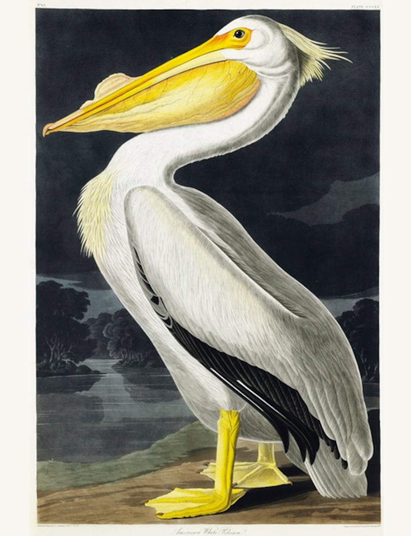 galleries/2012/01/15/christie-s-auctions-audubon-s-birds-of-america-priciest-book-ever/audubon-gal-american-white-pelican_rbynoz