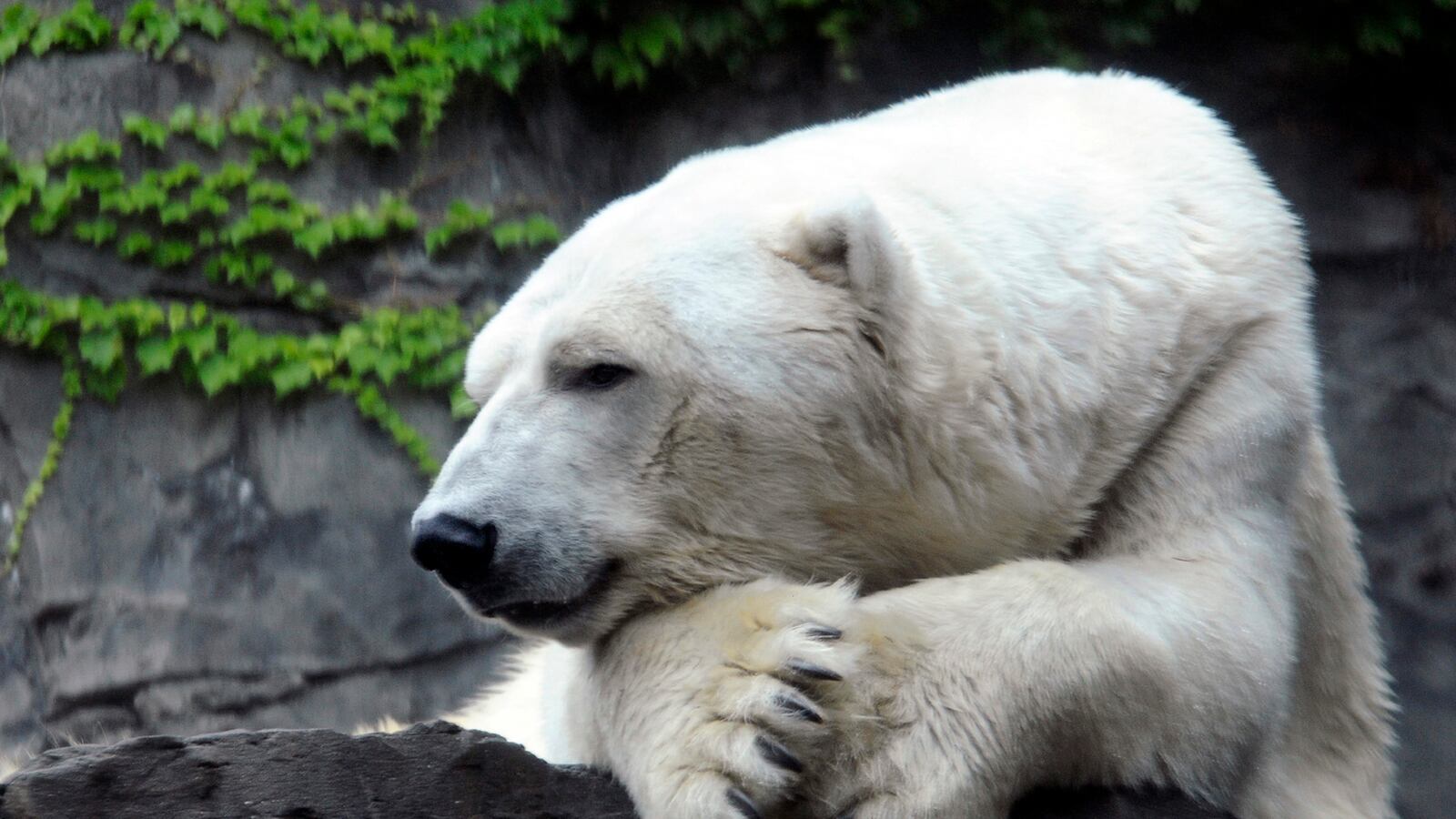 cheats/2013/08/29/central-park-zoo-polar-bear-gus-euthanized/130829-gus-polar-bear-dies-cheat_byzjp2