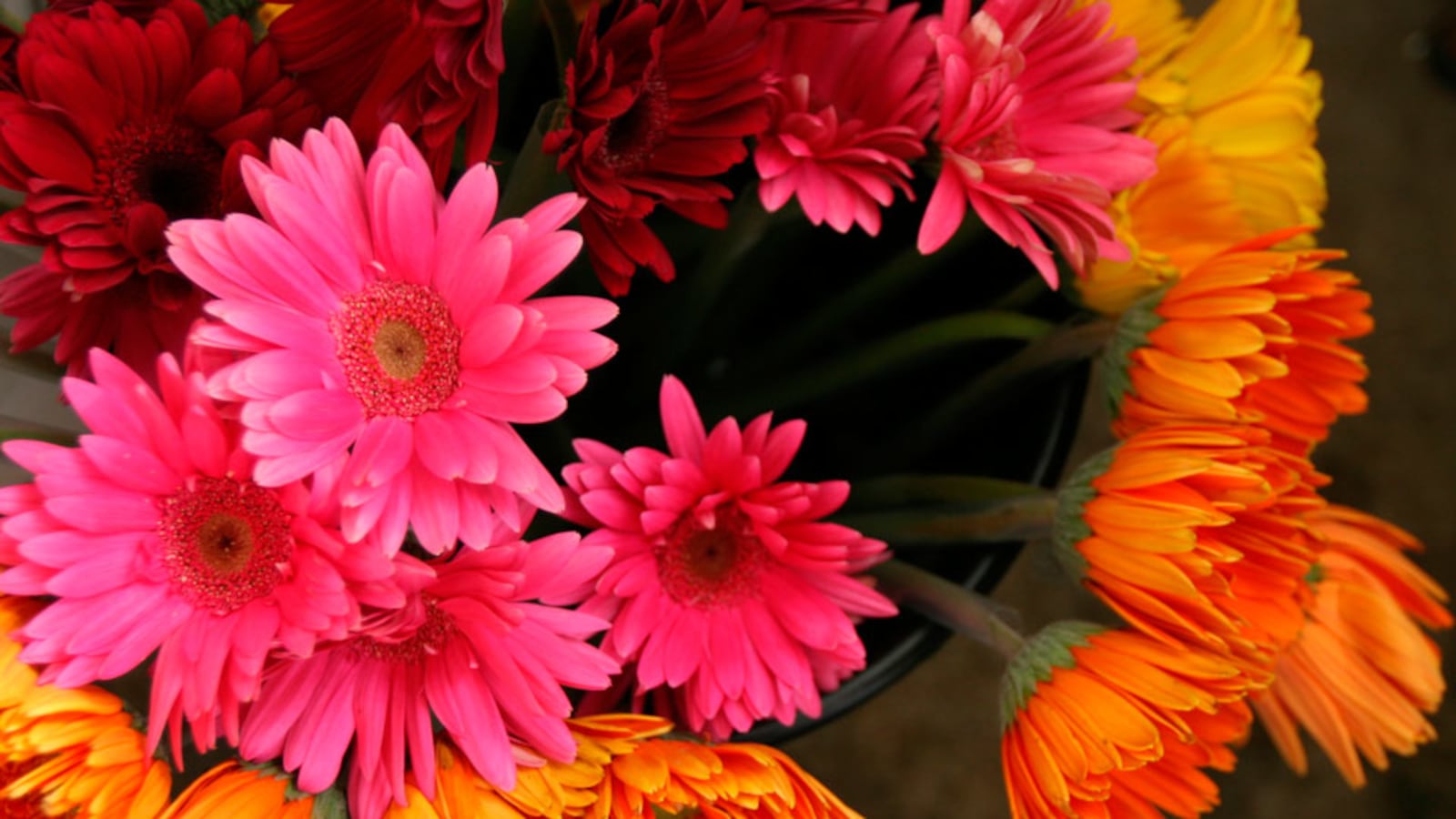 galleries/2011/05/03/top-selling-flowers/top-selling-flowers---gerbera-daisies_ki0xls