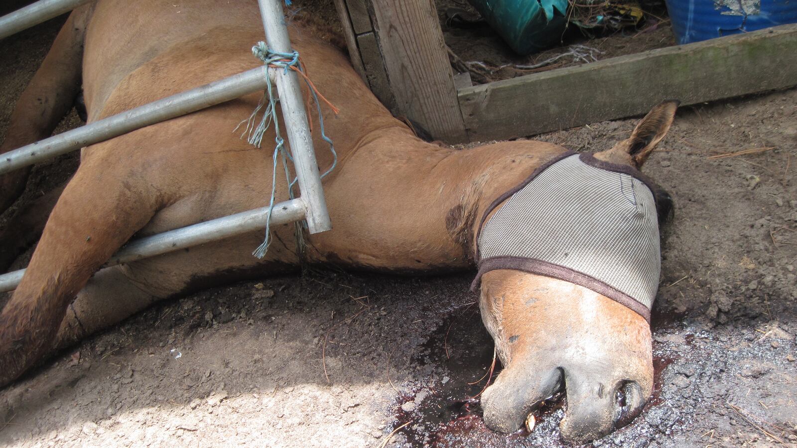 articles/2015/09/10/animal-abusers-starve-secretariat-s-race-horse-heir/150909-briquelet-animal-abusers-tease_mwflsq