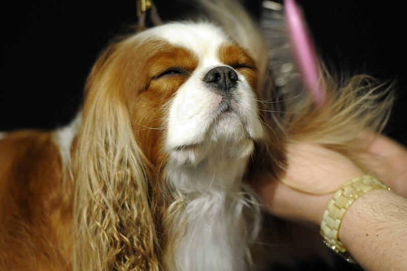galleries/2012/02/14/best-westminster-dog-show-photos/best-westminster-dog-show-photos-3_cpylqi